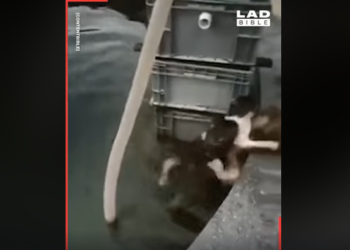 Видео, как собака спасает кошку из фонтана, вызвало восторг пользователей Сети