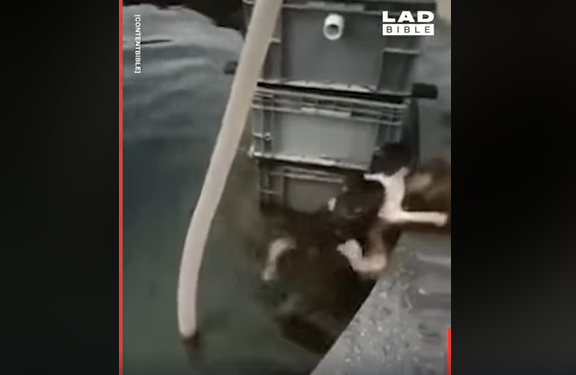 Видео, как собака спасает кошку из фонтана, вызвало восторг пользователей Сети