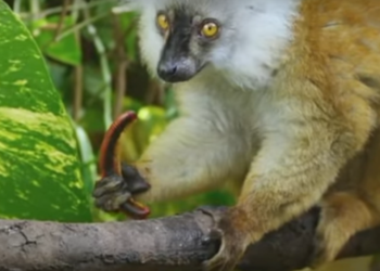 Запретные радости в мире животных: лемуры и  ядовитые многоножки (ВИДЕО)