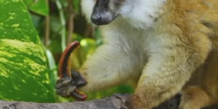 Запретные радости в мире животных: лемуры и  ядовитые многоножки (ВИДЕО)