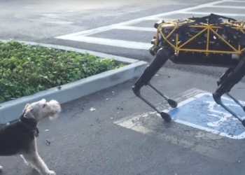 Как собака реагирует на робота-собаку (ВИДЕО)