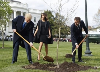 Дуб, посаженный Макроном и Трампом, погиб