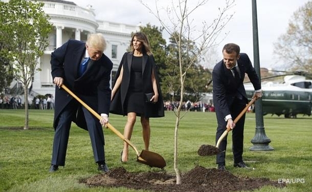 Дуб, посаженный Макроном и Трампом, погиб