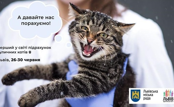 Во Львове впервые в мире подсчитают бродячих котов (ВИДЕО)
