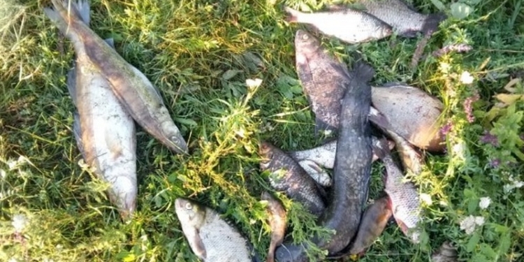 Николаевский рыбоохранный патруль поймал на реке Синюхе браконьера (ФОТО)