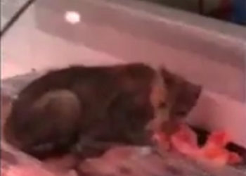 Просто повезло: в киевском супермаркете заметили кота, поедающего мясо прямо с витрины (ВИДЕО)