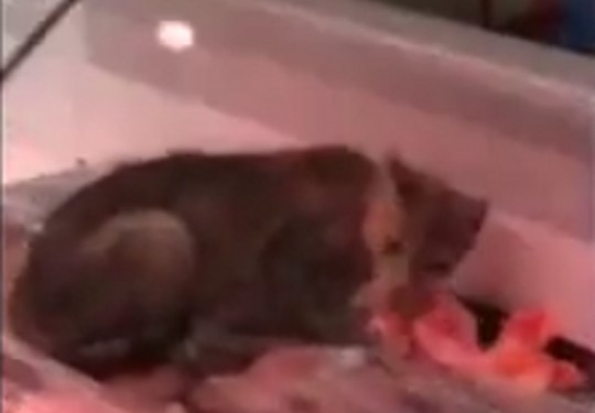 Просто повезло: в киевском супермаркете заметили кота, поедающего мясо прямо с витрины (ВИДЕО)