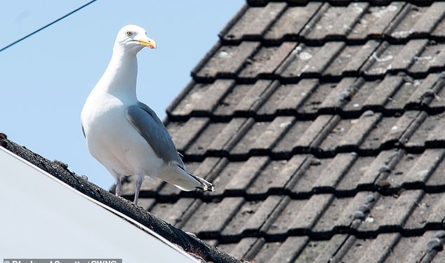 В Великобритании пара серебристых чаек на 6 дней взяла в заложники семью пенсионеров (ФОТО)