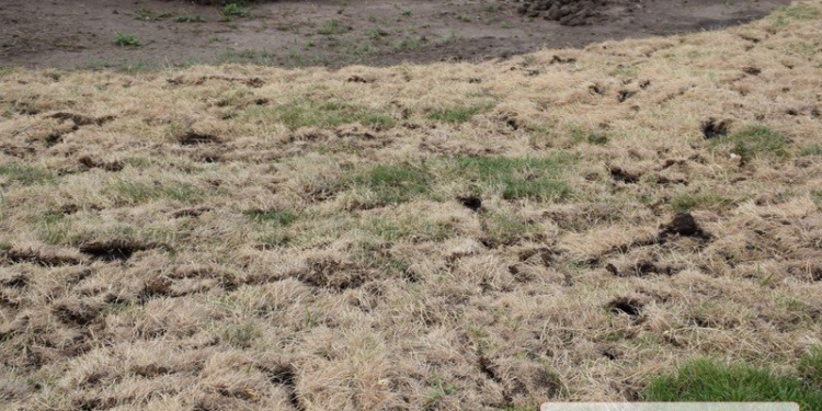 Газон и кусты самшита, пересаженные с площади Соборной, погибают на глазах горожан (ФОТО)