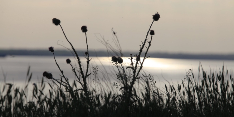 Николаевцам покажут «Тишину» фотомастера Александра Уса (ФОТО)