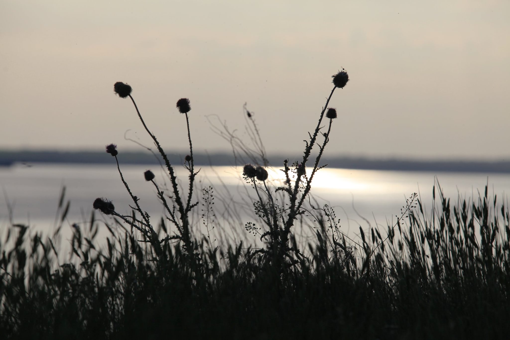 Николаевцам покажут «Тишину» фотомастера Александра Уса (ФОТО)