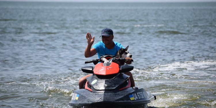 В Рыбаковке спасатель учит щенка хаски ходить с ним в море на водном мотоцикле (ВИДЕО)