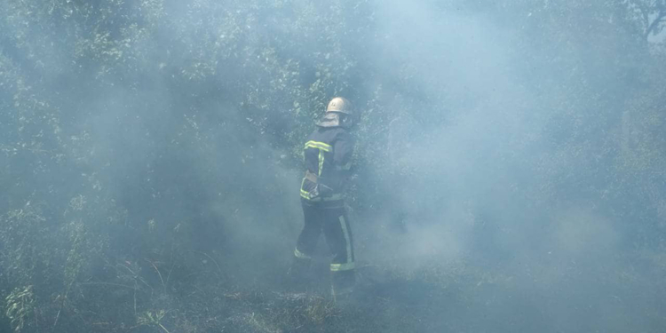 На Николаевщине горела хвойная подстилка в лесничестве, хозпостройка и сухая трава (ФОТО)