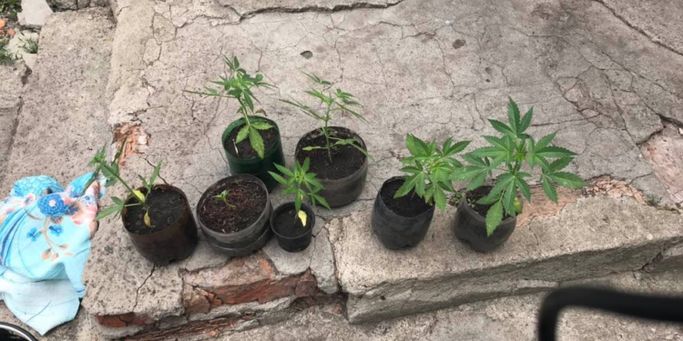 На Николаевщине у 40-летнего мужчины нашли полсотни кустов конопли и оружие (ФОТО)