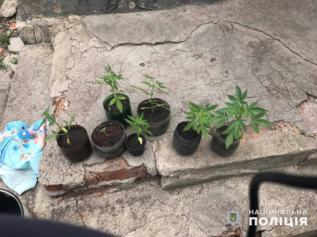 На Николаевщине у 40-летнего мужчины нашли полсотни кустов конопли и оружие (ФОТО)