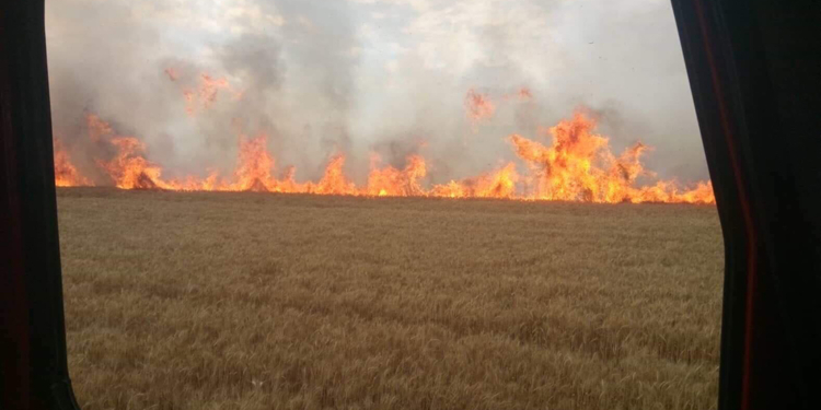 Из-за женщины на Николаевщине сгорело 7 га пшеницы на корню и 8 га стерни (ФОТО)