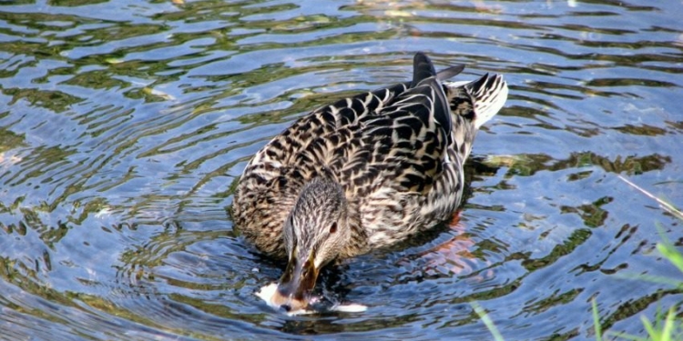 Николаевский зоопарк попросил сердобольных посетителей не оказывать «медвежью услугу» и не кормить животных