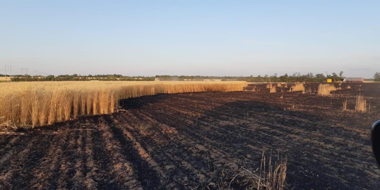 В Николаевской области пылали пшеничные поля – 9,5 га