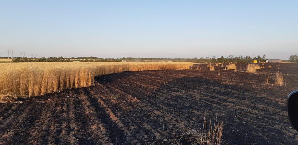 В Николаевской области пылали пшеничные поля - 9,5 га 1