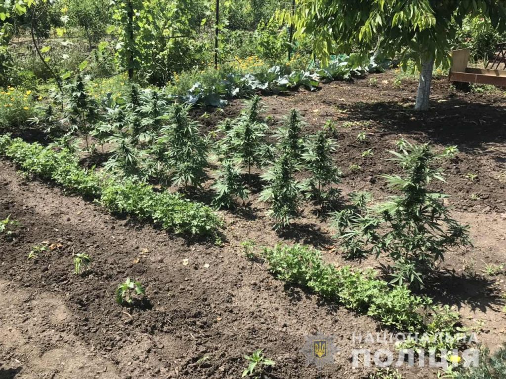 Как выращивать марихуану в огороде тест на марихуану полоска еле видна