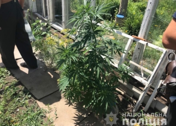 На Николаевщине полицейские изъяли у дачника 170 кустов конопли (ФОТО)