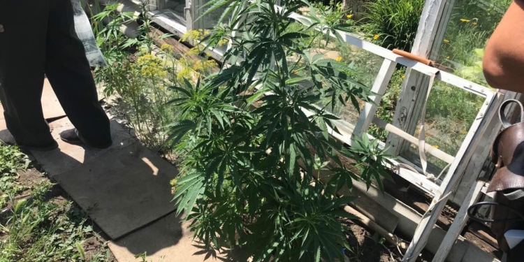 На Николаевщине полицейские изъяли у дачника 170 кустов конопли (ФОТО)