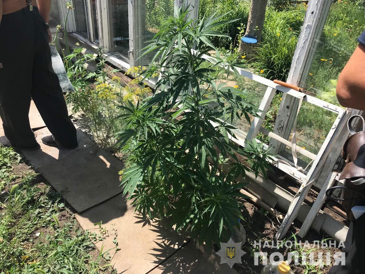 На Николаевщине полицейские изъяли у дачника 170 кустов конопли (ФОТО)