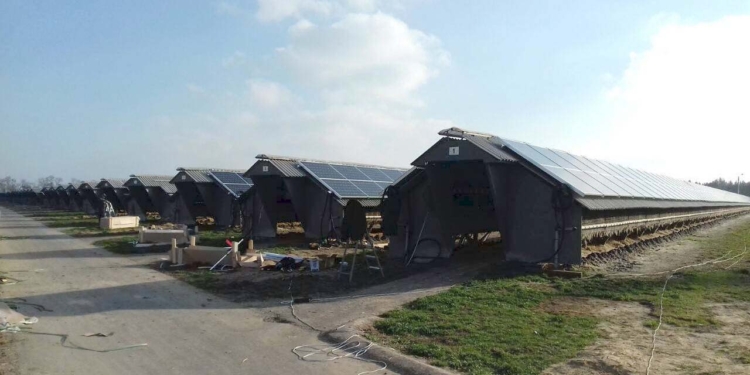 В Украине норковую ферму превратили в солнечную электростанцию. Довольны все – и норки тоже