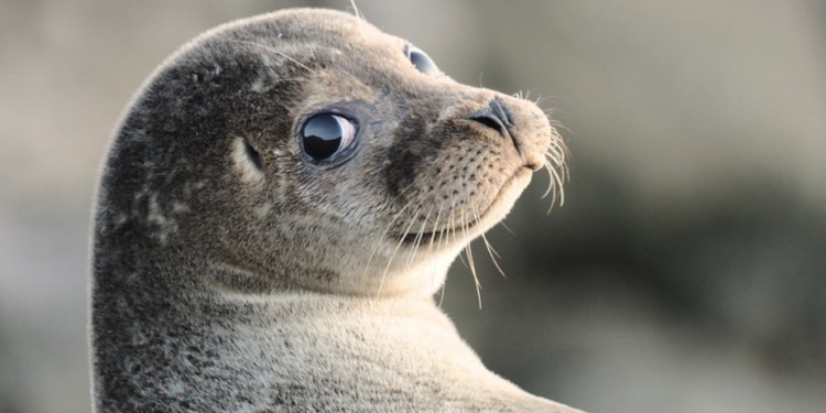 Тюленей научили петь тему из «Звездных войн» (ВИДЕО)