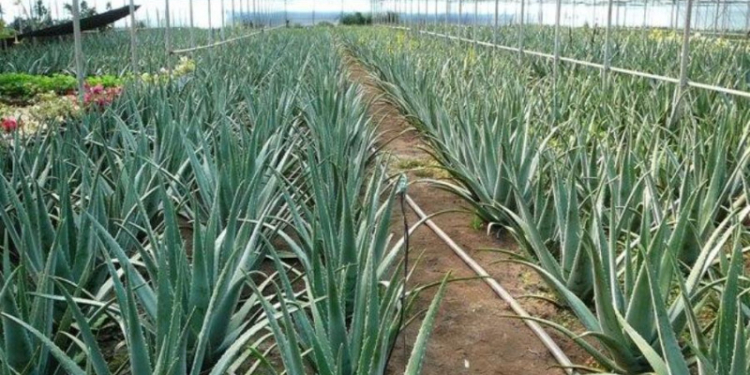 Фермерам юга Украины рекомендуют заняться выращиванием алоэ