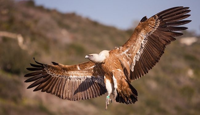 Гигантскую птицу с двухметровым размахом крыльев поймали под Сумами (ФОТО, ВИДЕО)