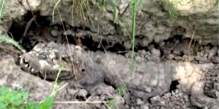 В Черниговской области в лесополосе обнаружили мертвого крокодила (ВИДЕО) 1