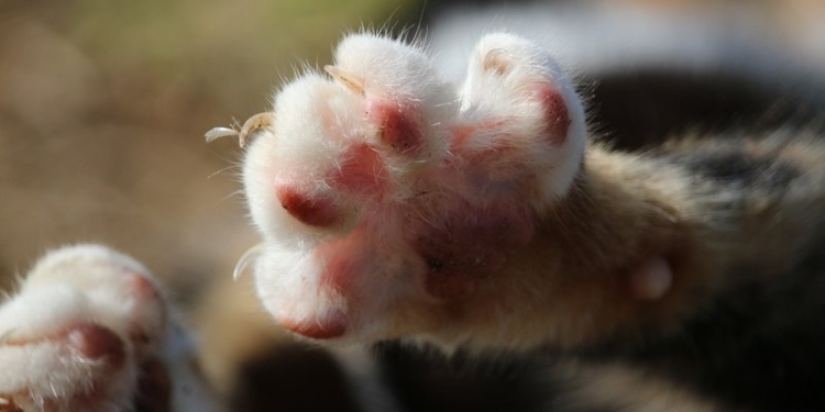 В Нью-Йорке запретили удалять кошкам когти