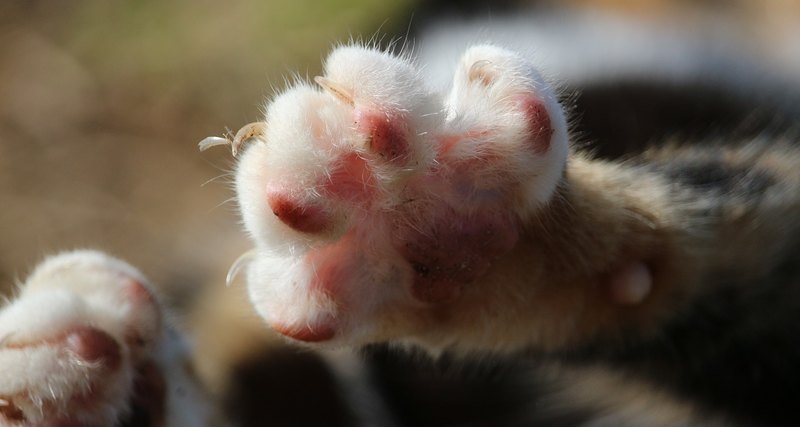В Нью-Йорке запретили удалять кошкам когти 1