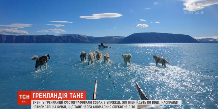 В Гренландии засняли собак, «идущих» по воде (ВИДЕО)