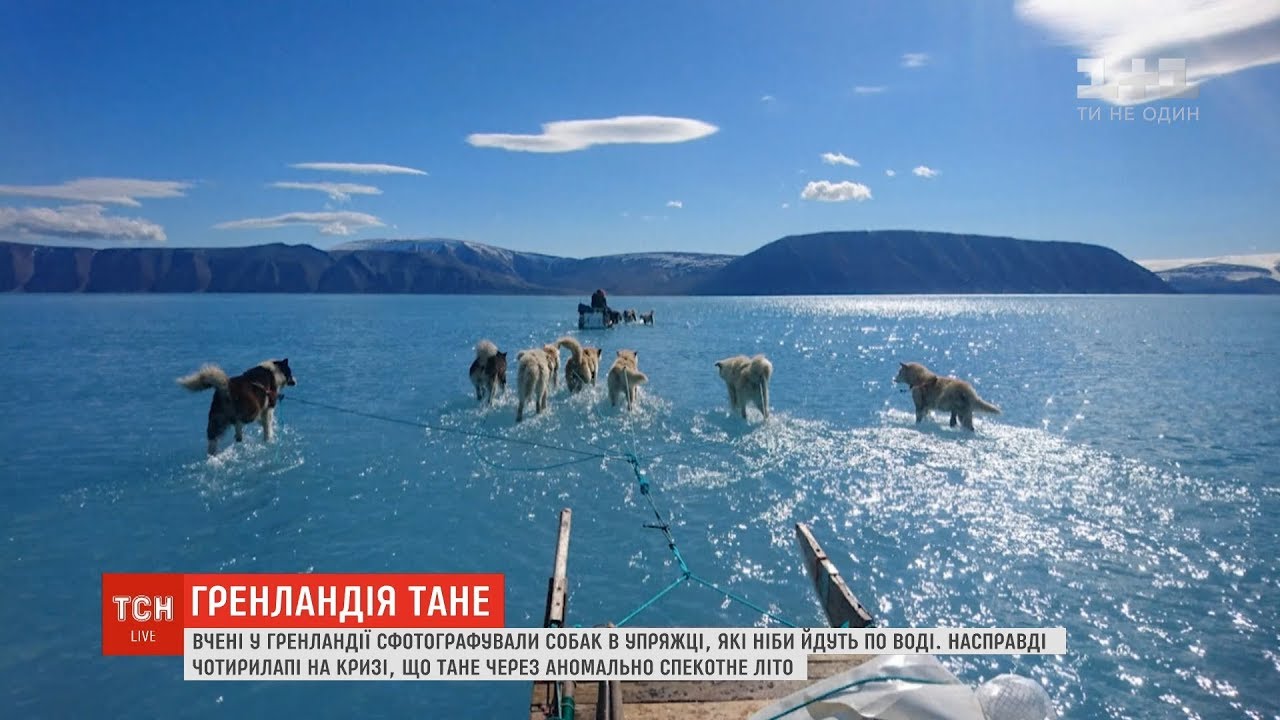 В Гренландии засняли собак, «идущих» по воде (ВИДЕО)