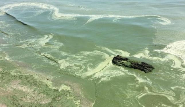 Не купаться, не есть креветок и мидий, – в Одессе море стало опасным