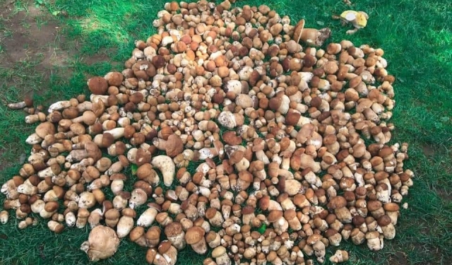 Белые пошли! В Закарпатье за раз собрали 150 кг грибов (ФОТО)