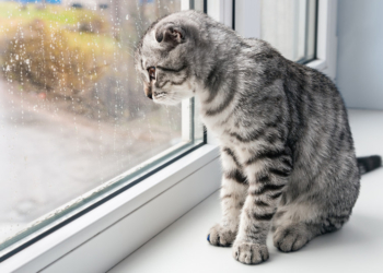 Завтра в Украине дожди, возможен град, температура до +31