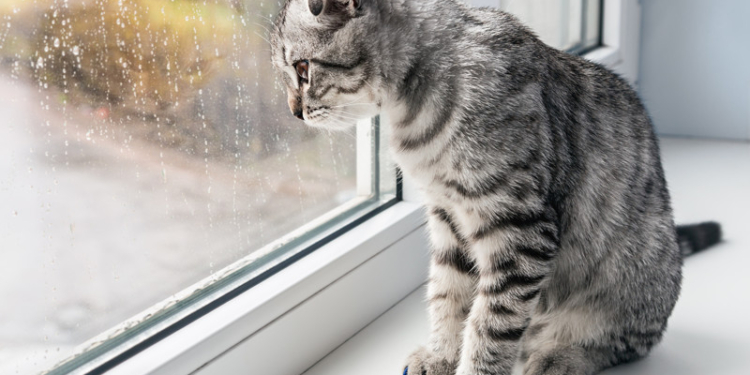 Завтра в Украине дожди, возможен град, температура до +31