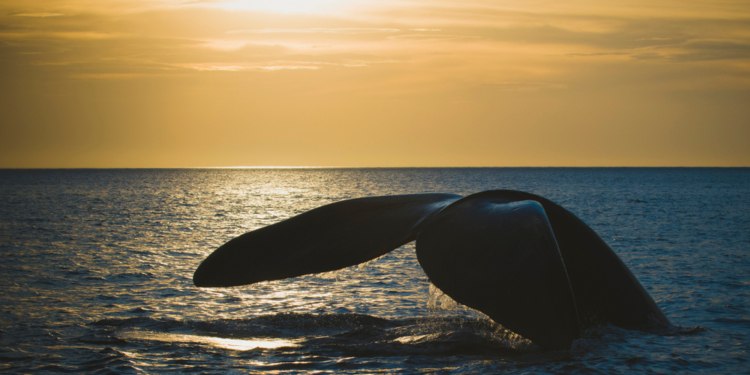 На Аляске записали серенаду влюбленного кита (АУДИО)