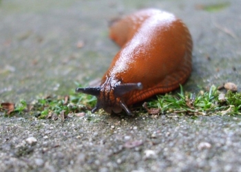 В Японии один слизняк остановил 26 поездов