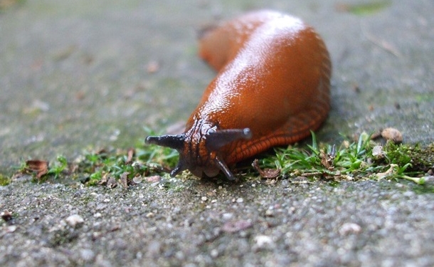 В Японии один слизняк остановил 26 поездов