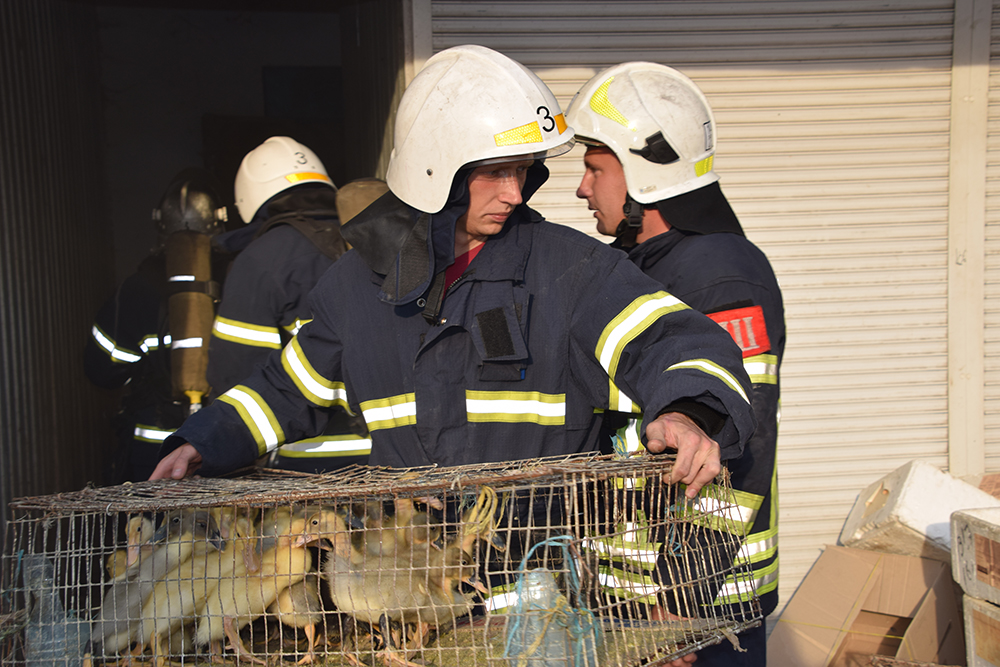 В Николаеве спасатели ликвидировали пожар на складе с домашней птицей (ФОТО, ВИДЕО) 8