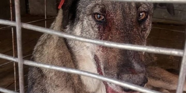 В Николаеве собака, искусавшая трех человек у стадиона «Заря», была отловлена «Центром защиты животных» и умерла (ФОТО)