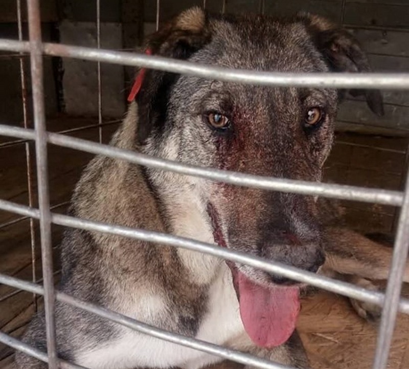 В Николаеве собака, искусавшая трех человек у стадиона «Заря», была отловлена «Центром защиты животных» и умерла (ФОТО) 7
