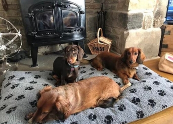 Только для такс! В Великобритании открыли специализированный отель (ФОТО, ВИДЕО)