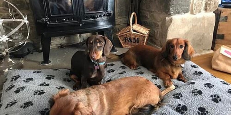 Только для такс! В Великобритании открыли специализированный отель (ФОТО, ВИДЕО)