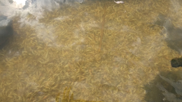 В Хаджибейском лимане массовый мор рыбы и креветок (ФОТО) 1