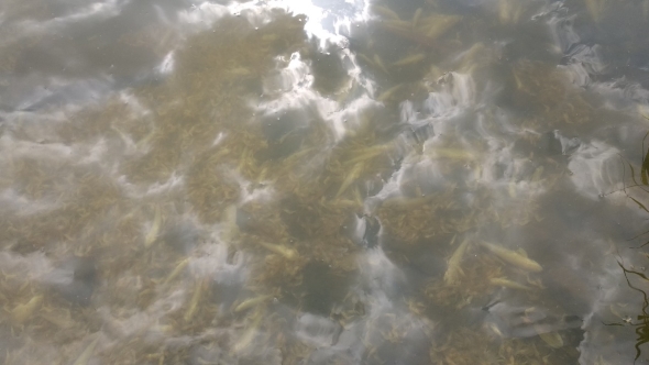 В Хаджибейском лимане массовый мор рыбы и креветок (ФОТО) 3